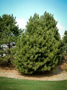 Сосна Чёрная (Pinus Nigra) купить по цене от 270.00р. в интернет-магазине «Посадика» с доставкой почтой в в Кусае и по всей России – [изображение №1].