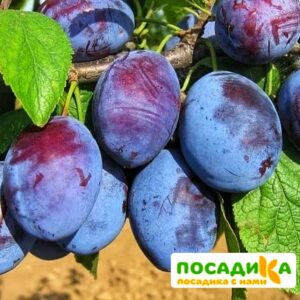 Слива Чачакская ранняя купить по цене от 229.00р. в интернет-магазине «Посадика» с доставкой почтой в в Кусае и по всей России – [изображение №1].