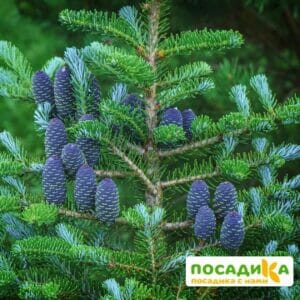 Пихта корейская (Abies koreana) купить по цене от 450.00р. в интернет-магазине «Посадика» с доставкой почтой в в Кусае и по всей России – [изображение №1].