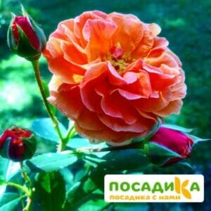 Роза Арабия купить по цене от 350.00р. в интернет-магазине «Посадика» с доставкой почтой в в Кусае и по всей России – [изображение №1].