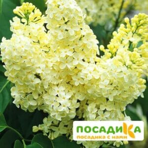 Сирень Примроуз (Primrose) купить по цене от 529.00р. в интернет-магазине «Посадика» с доставкой почтой в в Кусае и по всей России – [изображение №1].