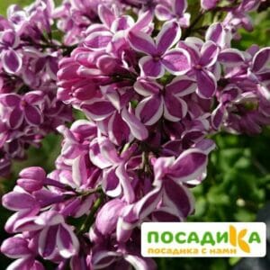 Сирень Сенсация купить по цене от 529.00р. в интернет-магазине «Посадика» с доставкой почтой в в Кусае и по всей России – [изображение №1].