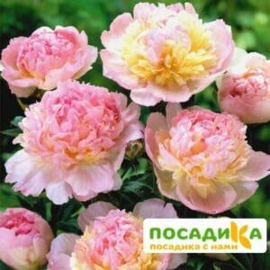 Пион Распберри Сандей (Paeonia Raspberry Sundae) купить по цене от 959р. в интернет-магазине «Посадика» с доставкой почтой в в Кусае и по всей России – [изображение №1].