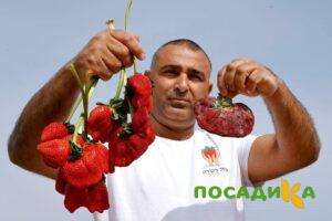 Клубника Гигант Джорнея купить по цене от 266р. в интернет-магазине «Посадика» с доставкой почтой в в Кусае и по всей России – [изображение №1].