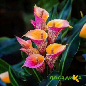 Калла Оникс купить по цене от 450р. в интернет-магазине «Посадика» с доставкой почтой в в Кусае и по всей России – [изображение №1].