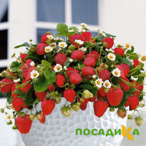 Клубника Рубиновый Шепот (горшечная) купить по цене от 240р. в интернет-магазине «Посадика» с доставкой почтой в в Кусае и по всей России – [изображение №1].