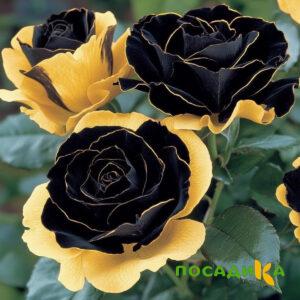 Роза Ханни Сикл купить по цене от 700р. в интернет-магазине «Посадика» с доставкой почтой в в Кусае и по всей России – [изображение №1].