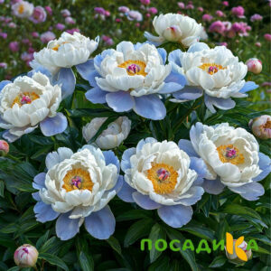 Пион акварельный Этюд купить по цене от 806р. в интернет-магазине «Посадика» с доставкой почтой в в Кусае и по всей России – [изображение №1].