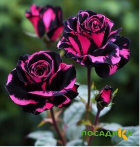 Роза Багровый Шепот купить по цене от 366р. в интернет-магазине «Посадика» с доставкой почтой в в Кусае и по всей России – [изображение №1].
