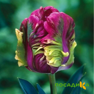 Тюльпан Экзотик Хэвен купить по цене от 186р. в интернет-магазине «Посадика» с доставкой почтой в в Кусае и по всей России – [изображение №1].