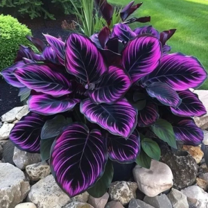 Хоста Люминоза купить по цене от 450р. в интернет-магазине «Посадика» с доставкой почтой в в Кусае и по всей России – [изображение №1].