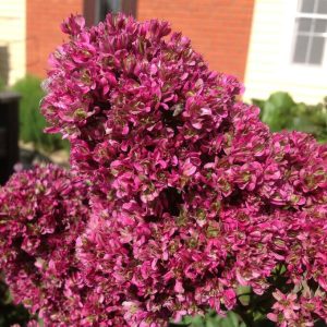 Флокс Филингс купить по цене от 329р. в интернет-магазине «Посадика» с доставкой почтой в в Кусае и по всей России – [изображение №1].