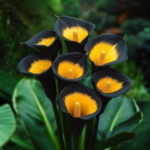 Калла Легато купить по цене от 620р. в интернет-магазине «Посадика» с доставкой почтой в в Кусае и по всей России – [изображение №1].