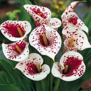 Калла Эмпайр купить по цене от 302р. в интернет-магазине «Посадика» с доставкой почтой в в Кусае и по всей России – [изображение №1].