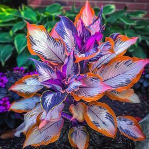 Хоста Эмеральд Тиара купить по цене от 602р. в интернет-магазине «Посадика» с доставкой почтой в в Кусае и по всей России – [изображение №1].