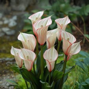 Калла Глейшер купить по цене от 299р. в интернет-магазине «Посадика» с доставкой почтой в в Кусае и по всей России – [изображение №1].