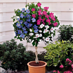 Гибискус-Дерево Триколор купить по цене от 289р. в интернет-магазине «Посадика» с доставкой почтой в в Кусае и по всей России – [изображение №1].