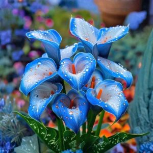 Калла Портрейт купить по цене от 292р. в интернет-магазине «Посадика» с доставкой почтой в в Кусае и по всей России – [изображение №1].