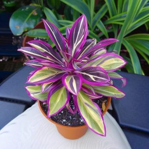 Хоста Сильвер Стик купить по цене от 650р. в интернет-магазине «Посадика» с доставкой почтой в в Кусае и по всей России – [изображение №1].