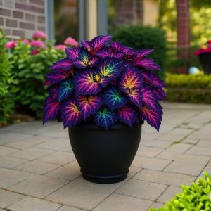 Хоста Фрости Блю купить по цене от 389р. в интернет-магазине «Посадика» с доставкой почтой в в Кусае и по всей России – [изображение №1].