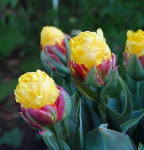 Тюльпан Айс Крим Банана купить по цене от 360р. в интернет-магазине «Посадика» с доставкой почтой в в Кусае и по всей России – [изображение №1].