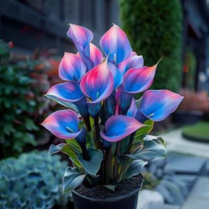 Калла Импрессия купить по цене от 590р. в интернет-магазине «Посадика» с доставкой почтой в в Кусае и по всей России – [изображение №1].