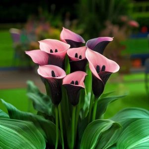 Калла Энигма купить по цене от 291р. в интернет-магазине «Посадика» с доставкой почтой в в Кусае и по всей России – [изображение №1].