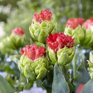 Тюльпан Бычий Глаз купить по цене от 275р. в интернет-магазине «Посадика» с доставкой почтой в в Кусае и по всей России – [изображение №1].