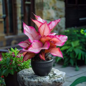 Хоста Розовая Симфония купить по цене от 800р. в интернет-магазине «Посадика» с доставкой почтой в в Кусае и по всей России – [изображение №1].