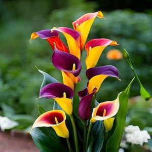 Калла Кристалл купить по цене от 450р. в интернет-магазине «Посадика» с доставкой почтой в в Кусае и по всей России – [изображение №1].