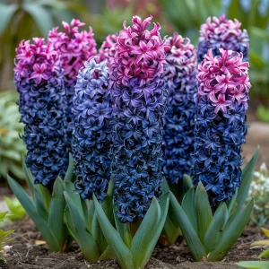 Гиацинт Блю Спринг купить по цене от 2099р. в интернет-магазине «Посадика» с доставкой почтой в в Кусае и по всей России – [изображение №1].