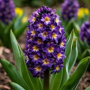 Гиацинт Вельвет Колор купить по цене от 2099р. в интернет-магазине «Посадика» с доставкой почтой в в Кусае и по всей России – [изображение №1].