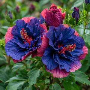 Гибискус Роуз Шайн купить по цене от 360р. в интернет-магазине «Посадика» с доставкой почтой в в Кусае и по всей России – [изображение №1].