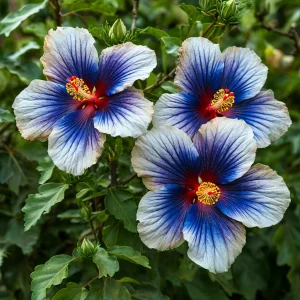 Гибискус Илюжн Вилью купить по цене от 259р. в интернет-магазине «Посадика» с доставкой почтой в в Кусае и по всей России – [изображение №1].