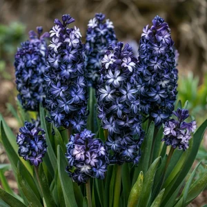 Гиацинт Блум Клауд купить по цене от 2099р. в интернет-магазине «Посадика» с доставкой почтой в в Кусае и по всей России – [изображение №1].