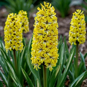 Гиацинт Сансет Голд купить по цене от 2099р. в интернет-магазине «Посадика» с доставкой почтой в в Кусае и по всей России – [изображение №1].