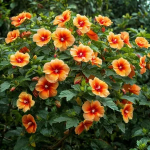 Гибискус Кристал Рэй купить по цене от 458р. в интернет-магазине «Посадика» с доставкой почтой в в Кусае и по всей России – [изображение №1].