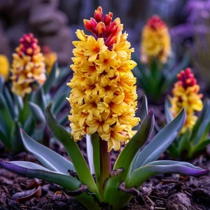 Гиацинт Миднайт Мистери купить по цене от 2099р. в интернет-магазине «Посадика» с доставкой почтой в в Кусае и по всей России – [изображение №1].