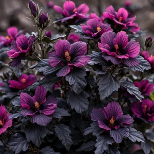 Гибискус Корал Чарм купить по цене от 271р. в интернет-магазине «Посадика» с доставкой почтой в в Кусае и по всей России – [изображение №1].