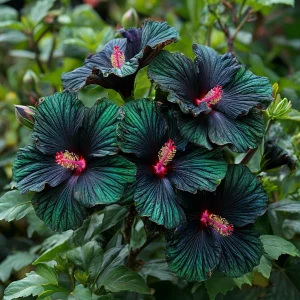 Гибискус Пикок Плюм купить по цене от 490р. в интернет-магазине «Посадика» с доставкой почтой в в Кусае и по всей России – [изображение №1].