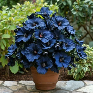 Гибискус Селестиал Флейм купить по цене от 326р. в интернет-магазине «Посадика» с доставкой почтой в в Кусае и по всей России – [изображение №1].