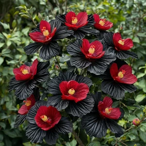 Гибискус Ройял Афеа купить по цене от 460р. в интернет-магазине «Посадика» с доставкой почтой в в Кусае и по всей России – [изображение №1].