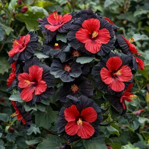 Гибискус Шиммеринг купить по цене от 720р. в интернет-магазине «Посадика» с доставкой почтой в в Кусае и по всей России – [изображение №1].