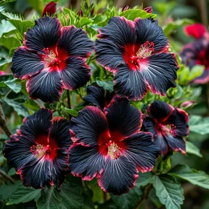 Гибискус садовый Файер Дэнсер купить по цене от 450р. в интернет-магазине «Посадика» с доставкой почтой в в Кусае и по всей России – [изображение №1].