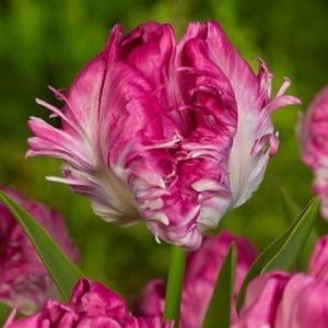 Тюльпан махровый Кул Кристал купить по цене от 400р. в интернет-магазине «Посадика» с доставкой почтой в в Кусае и по всей России – [изображение №1].