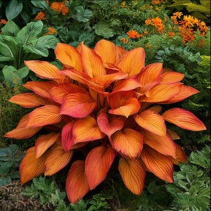 Хоста Солнечный Нектар купить по цене от 605р. в интернет-магазине «Посадика» с доставкой почтой в в Кусае и по всей России – [изображение №1].