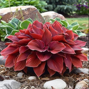 Хоста Рэд Эйнджл купить по цене от 549р. в интернет-магазине «Посадика» с доставкой почтой в в Кусае и по всей России – [изображение №1].