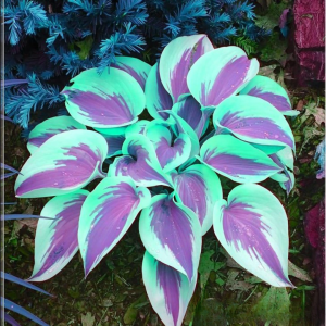 Хоста Висперин Бьюти купить по цене от 379р. в интернет-магазине «Посадика» с доставкой почтой в в Кусае и по всей России – [изображение №1].