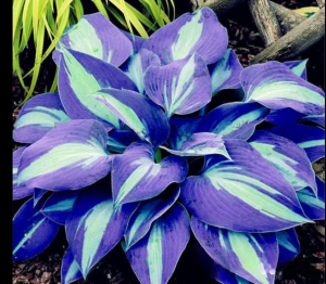 Хоста Аурелия купить по цене от 450р. в интернет-магазине «Посадика» с доставкой почтой в в Кусае и по всей России – [изображение №1].