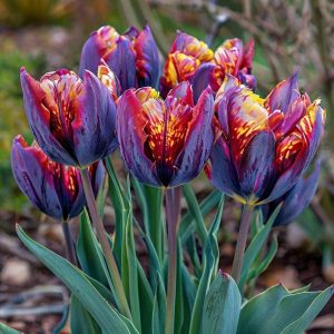 Тюльпан Опал Дрим купить по цене от 207р. в интернет-магазине «Посадика» с доставкой почтой в в Кусае и по всей России – [изображение №1].